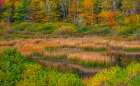 USA-New England-Maine-Mt-Desert Island-Acadia National park with lily pads in small pond with golde Art Print